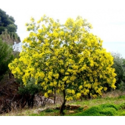 Nasiona Akacja srebrzysta szt.3 PWxx21