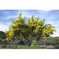 Nasiona Akacja srebrzysta szt.3 PWxx21