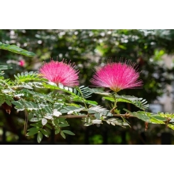 Nasiona Albicja jedwabista szt.2 PWxx27