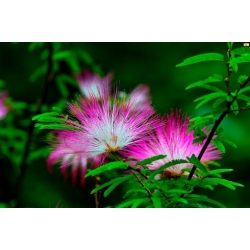 Nasiona Albicja jedwabista szt.2 PWxx27