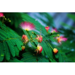 Nasiona Albicja jedwabista szt.2 PWxx27