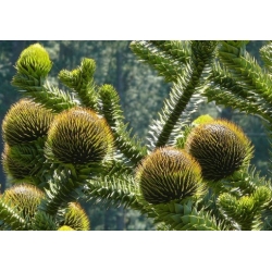 Nasiona Araukaria chilijska araucaria szt.2 PWxx28