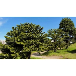 Nasiona Araukaria chilijska araucaria szt.2 PWxx28