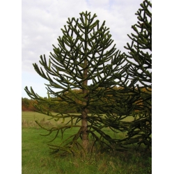 Nasiona Araukaria chilijska araucaria szt.2 PWxx28