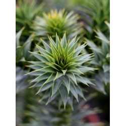 Nasiona Araukaria chilijska araucaria szt.2 PWxx28