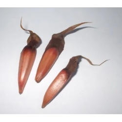 Nasiona Araukaria chilijska araucaria szt.2 PWxx28