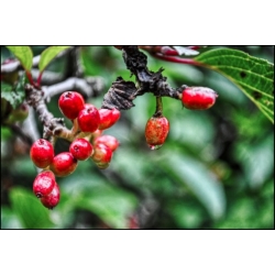 Nasiona Ardizja Ardisia Macrocarpa szt.3 PWxx31