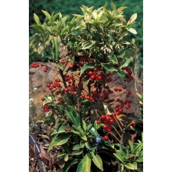 Nasiona Ardizja Ardisia Macrocarpa szt.3 PWxx31