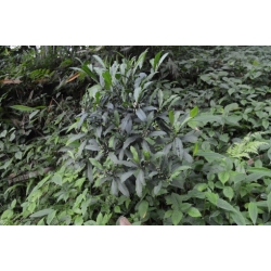 Nasiona Ardizja Ardisia Macrocarpa szt.3 PWxx31