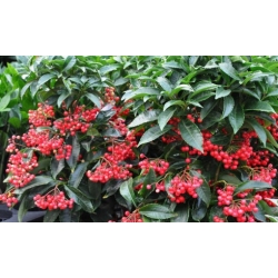 Nasiona Ardizja Ardisia Macrocarpa szt.3 PWxx31