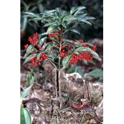 Nasiona Ardizja Ardisia Macrocarpa szt.3 PWxx31
