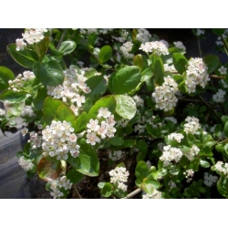 Nasiona Aronia czarna szt.3 PWxx32