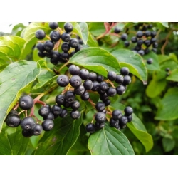 Nasiona Aronia czarna szt.3 PWxx32