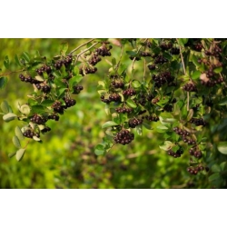 Nasiona Aronia czarna szt.3 PWxx32