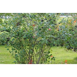 Nasiona Aronia czarna szt.3 PWxx32