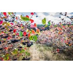 Nasiona Aronia czarna szt.3 PWxx32