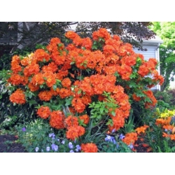 Nasiona Azalia Azaela Exbury Hybrids szt.3 PWxx77