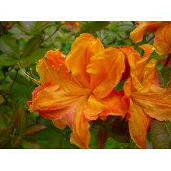 Nasiona Azalia Azaela Exbury Hybrids szt.3 PWxx77