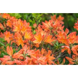 Nasiona Azalia Azaela Exbury Hybrids szt.3 PWxx77