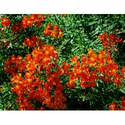 Nasiona Azalia Azaela Exbury Hybrids szt.3 PWxx77