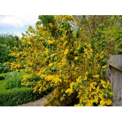 Nasiona Azara serrata szt.3 PWxx83