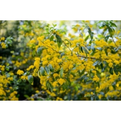 Nasiona Azara serrata szt.3 PWxx83