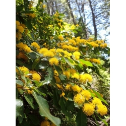 Nasiona Azara serrata szt.3 PWxx83