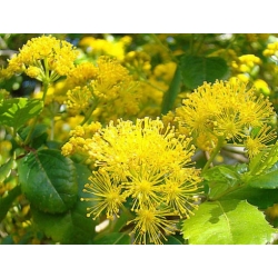 Nasiona Azara serrata szt.3 PWxx83