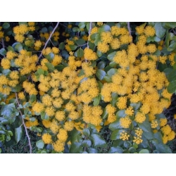 Nasiona Azara serrata szt.3 PWxx83