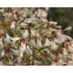 Nasiona Bakcharis srebrzysty szt.3 PWxx79