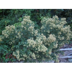 Nasiona Bakcharis srebrzysty szt.3 PWxx79