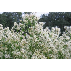 Nasiona Bakcharis srebrzysty szt.3 PWxx79