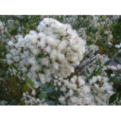 Nasiona Bakcharis srebrzysty szt.3 PWxx79