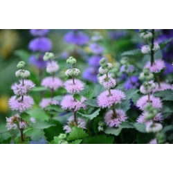 Nasiona Barbula szara szt.3 PWxx54