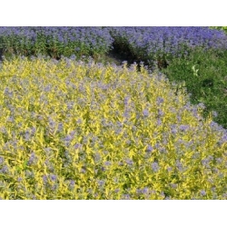 Nasiona Barbula szara szt.3 PWxx54