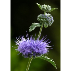 Nasiona Barbula szara szt.3 PWxx54