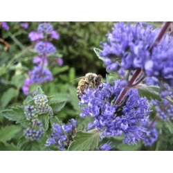 Nasiona Barbula szara szt.3 PWxx54