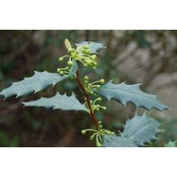 Nasiona Berberys, Berberis hypokerina szt.3 PWxx34