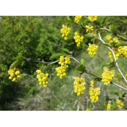 Nasiona Berberys, Berberis hypokerina szt.3 PWxx34