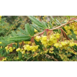 Nasiona Berberys, Berberis hypokerina szt.3 PWxx34