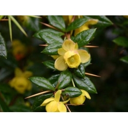 Nasiona Berberys, Berberis hypokerina szt.3 PWxx34