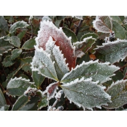 Nasiona Berberys, Berberis hypokerina szt.3 PWxx34