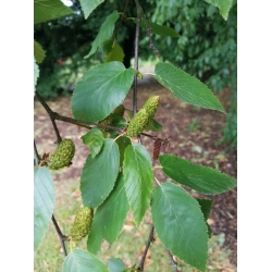 Nasiona Brzoza cukrowa szt.3 PWxx35