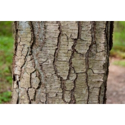 Nasiona Brzoza cukrowa szt.3 PWxx35