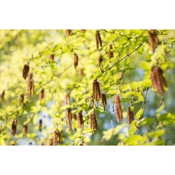 Nasiona Brzoza cukrowa szt.3 PWxx35