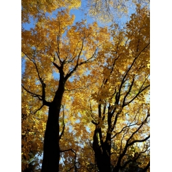 Nasiona Brzoza cukrowa szt.3 PWxx35