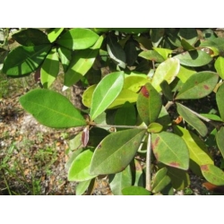 Nasiona Czarna Oliwka Bucida Buceras