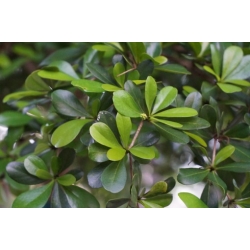 Nasiona Czarna Oliwka Bucida Buceras