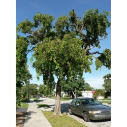 Nasiona Czarna Oliwka Bucida Buceras