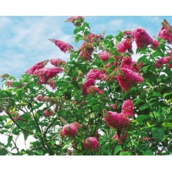 Nasiona Budleja Royal Red szt.3 PWxx43